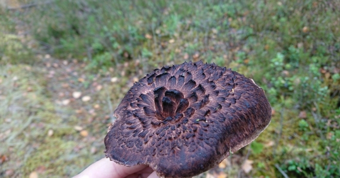 Ежовик чешуйчатый