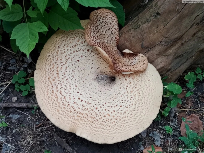 Трутовик чешуйчатый пестрец