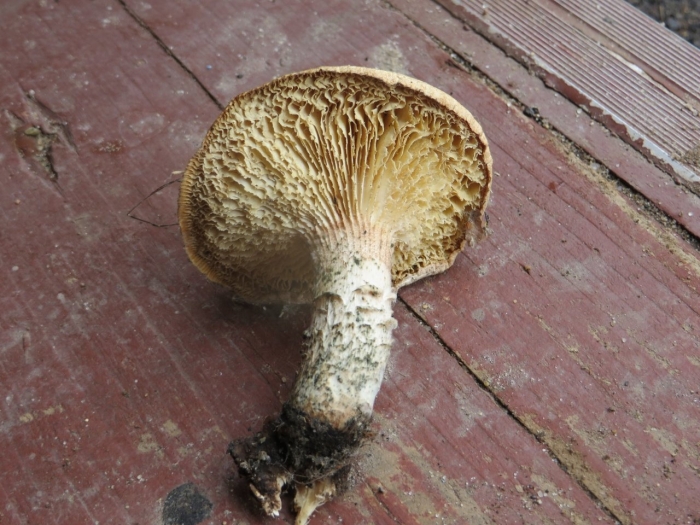 Xerocomellus chrysenteron