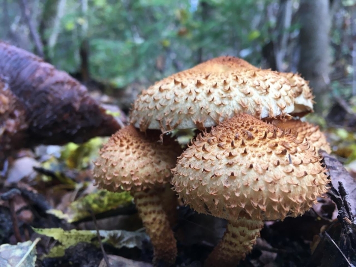 Чешуйчатка обыкновенная pholiota squarrosa
