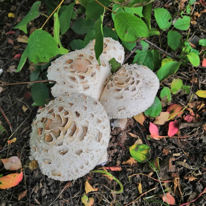 Зонтик пёстрый macrolepiota procera