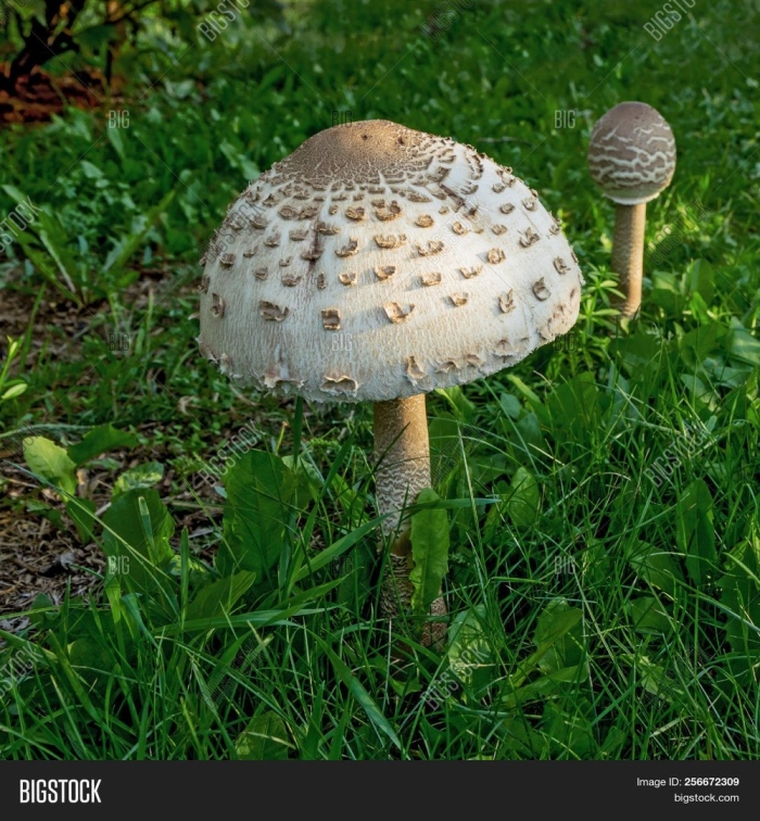 Гриб зонтик чешуйчатый