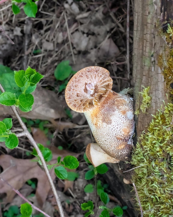 Трутовик чешуйчатый гриб