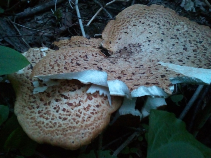 Трутовик чешуйчатый пестрец