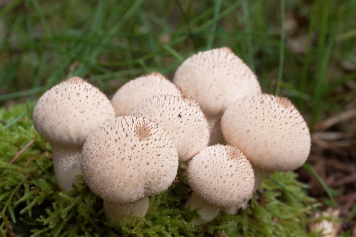 Шампиньон чешуйчатый гриб