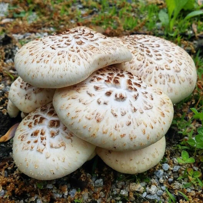 Шпальный гриб пилолистник чешуйчатый