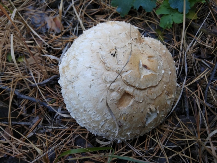 Чешуйчатка ольховая гриб