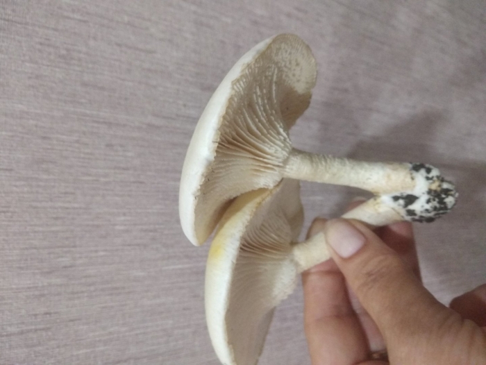 Говорушка булавоногая ampulloclitocybe clavipes