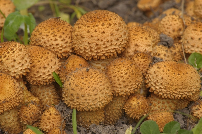 Королевский опёнок чешуйчатка ворсистая