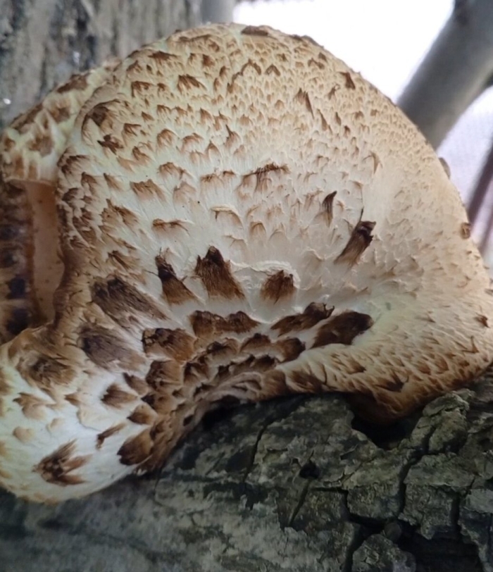 Трутовик чешуйчатый трутовики