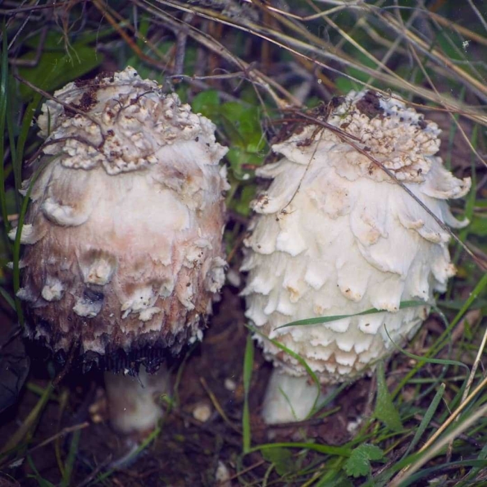 Белый навозник гриб