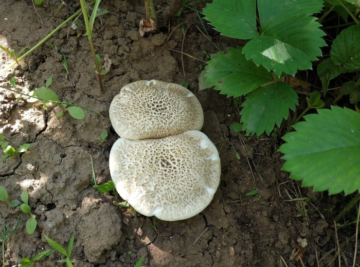 Пилолистник бокаловидный