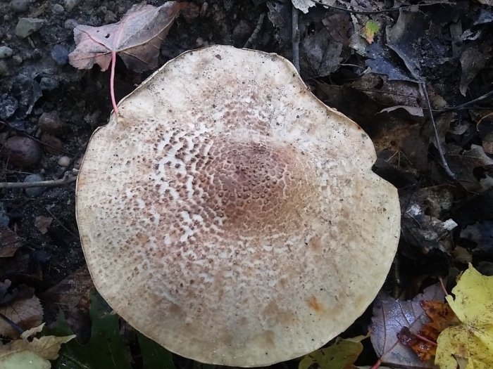 Лепиота острочешуйчатая