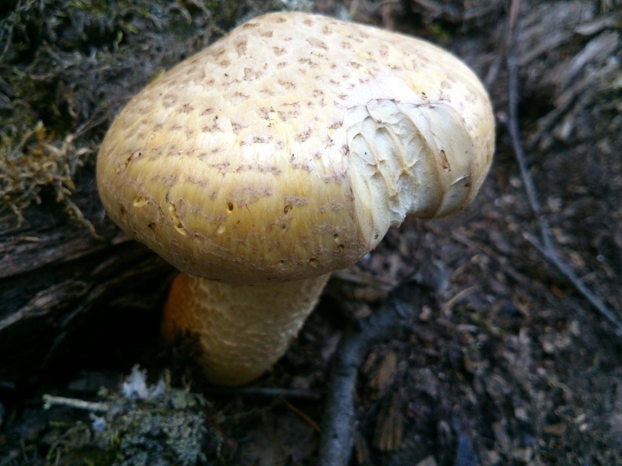 Пилолистник чешуйчатый