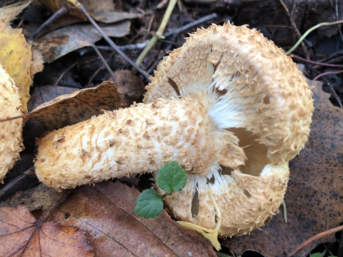 Гриб чешуйчатка обыкновенная