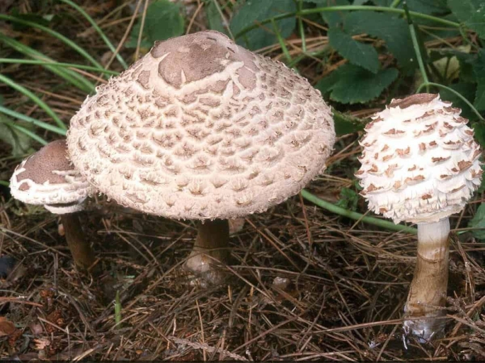Зонтик пёстрый macrolepiota procera