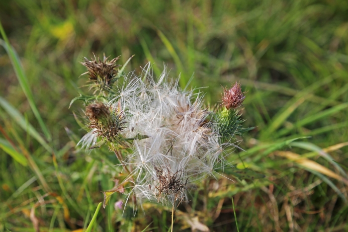 Гельминтотека синяковидная