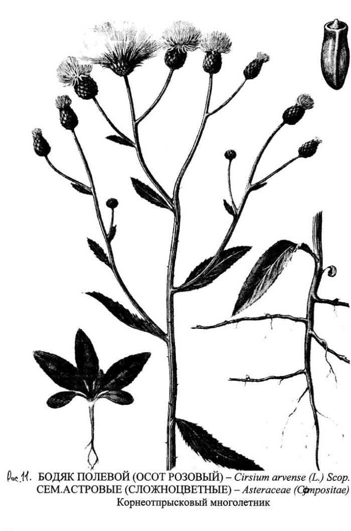 Бодяк полевой осот