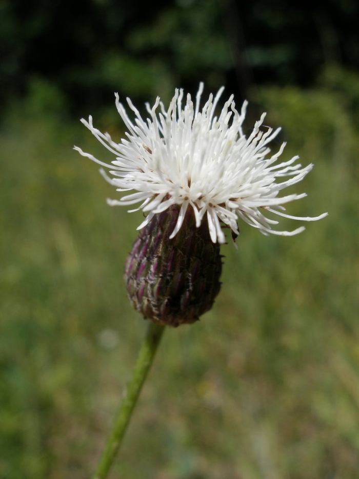 Бодяк полевой (cirsium arvense)