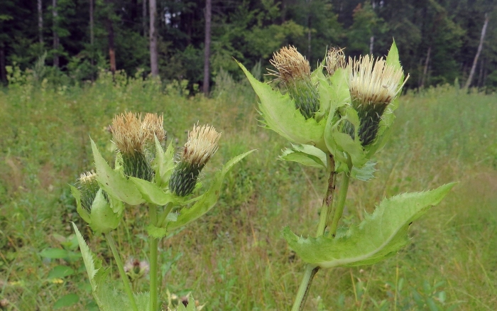 Бодяк огородный círsium oleráceum