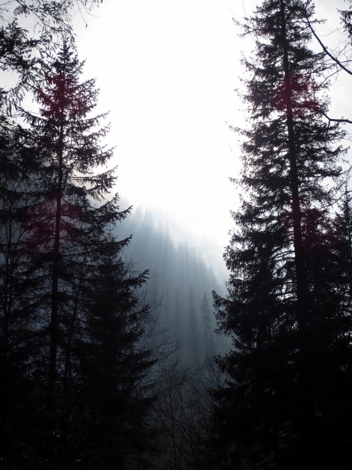 Лес горы туман