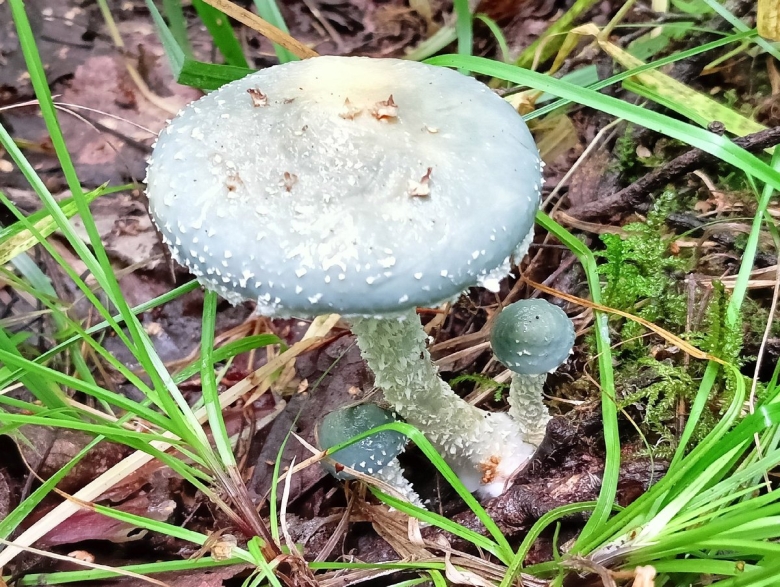 Строфария сине-зелёная stropharia aeruginosa