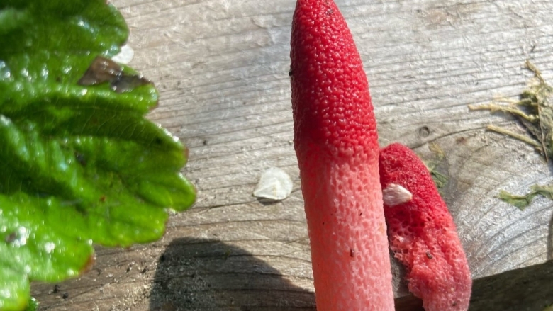 Мутинус собачий гриб