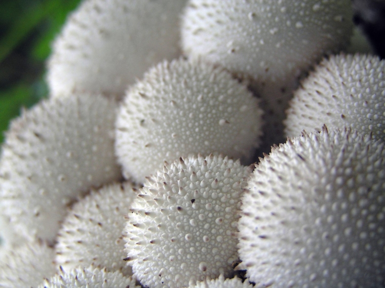 Белый гриб с пупырышками