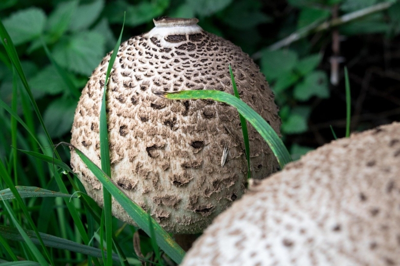 Гриб шапочка эльфа