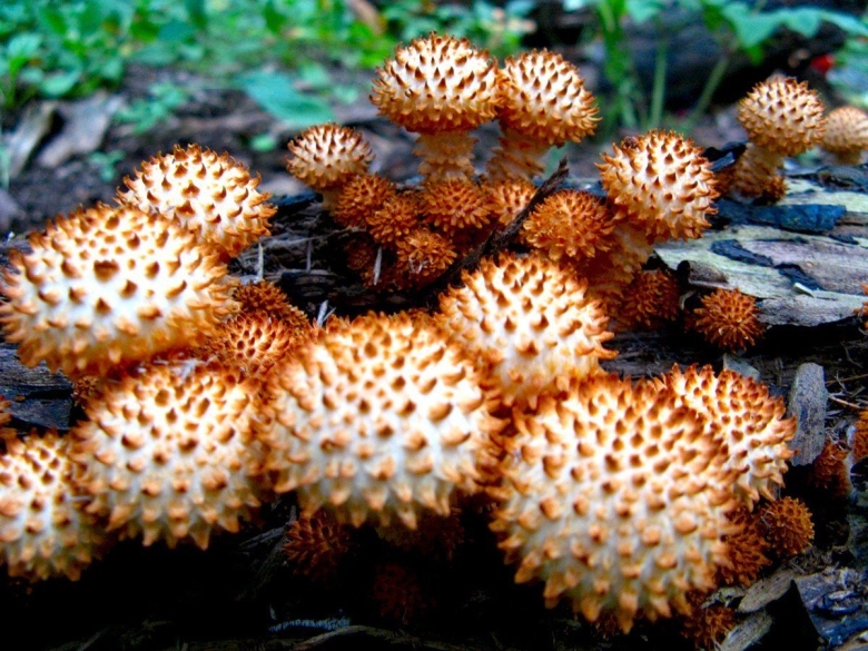 Опенок ШИПАСТЫЙ