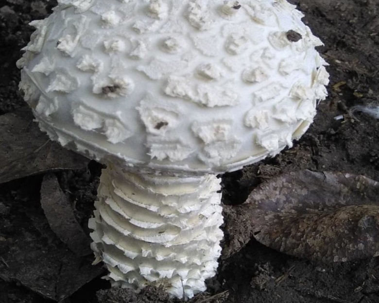 Мухомор Виттадини гриб