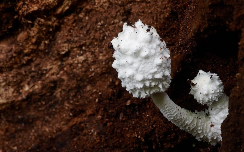 Самый редкий гриб в мире сигара дьявола