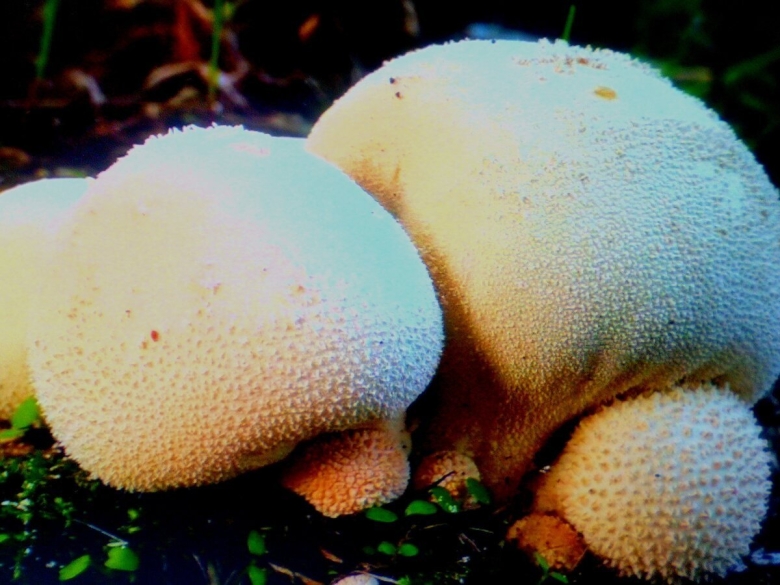 Необычные съедобные грибы