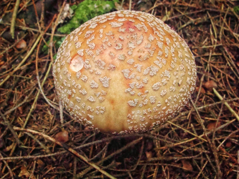 Гриб Amanita rubescens