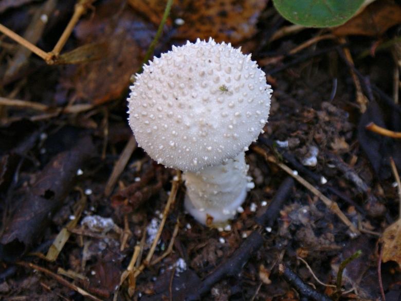 Дождевик Дедушкин табак