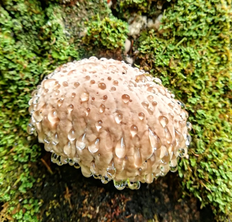 Плачущий мухомор