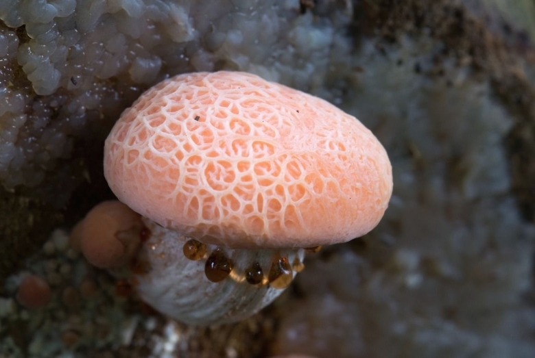 Гриб Родотус дланевидный