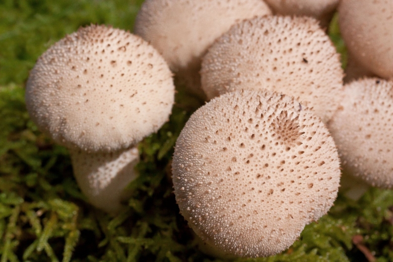 Белый чешуйчатый мухомор