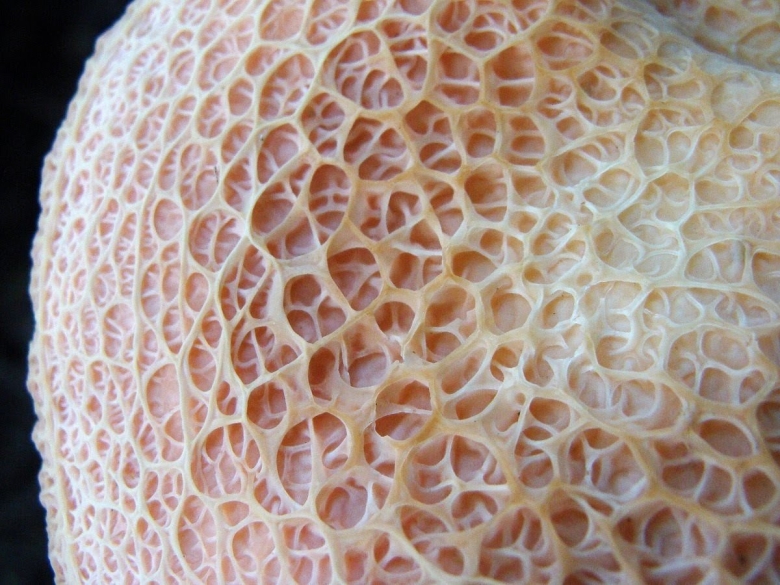 Родотус гриб