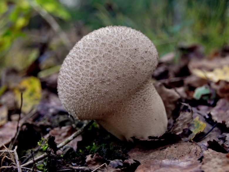 Гриб с круглой шляпкой