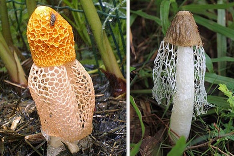 Гриб Сетконоска