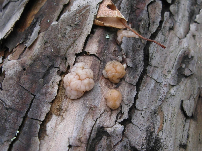 Дрожалка мозговая гриб