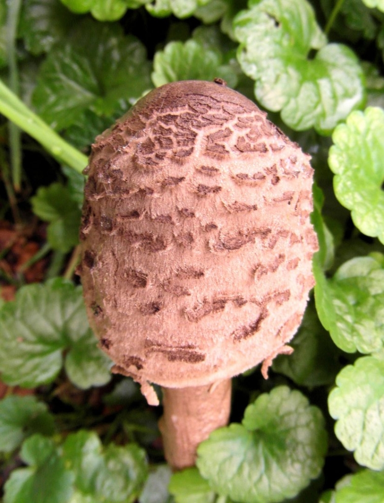 Парасол Машрум гриб