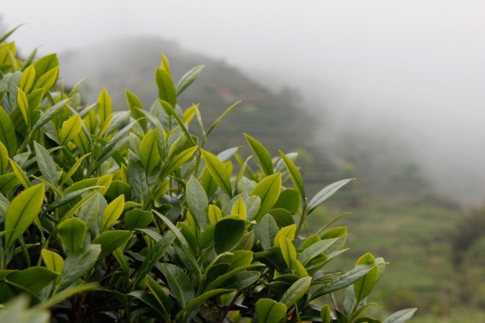 Чайные плантации камелия синенсис