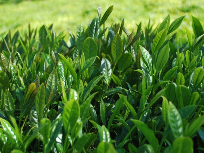 Camellia sinensis листья