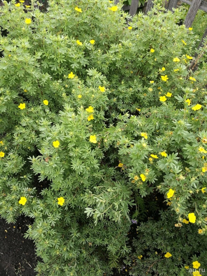 Курильский чай лапчатка