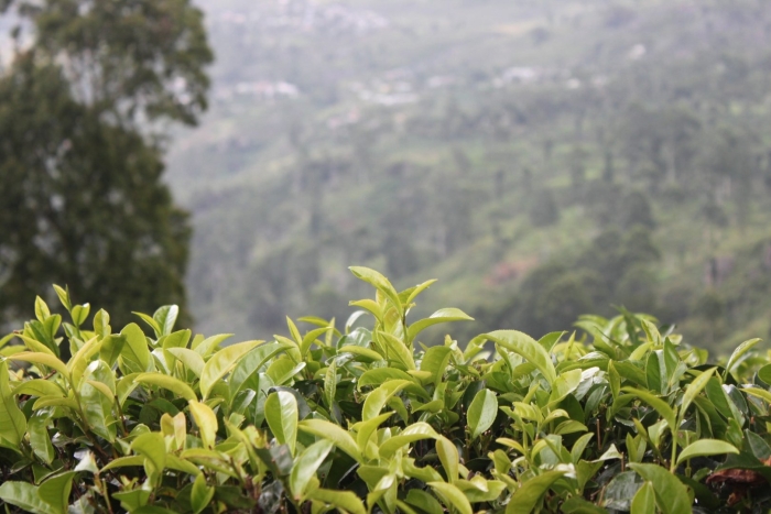 Чайный куст шри ланка
