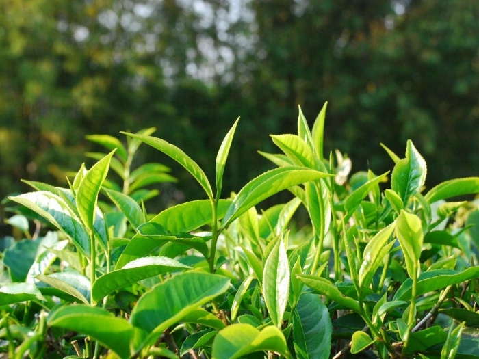 Camellia sinensis leaf