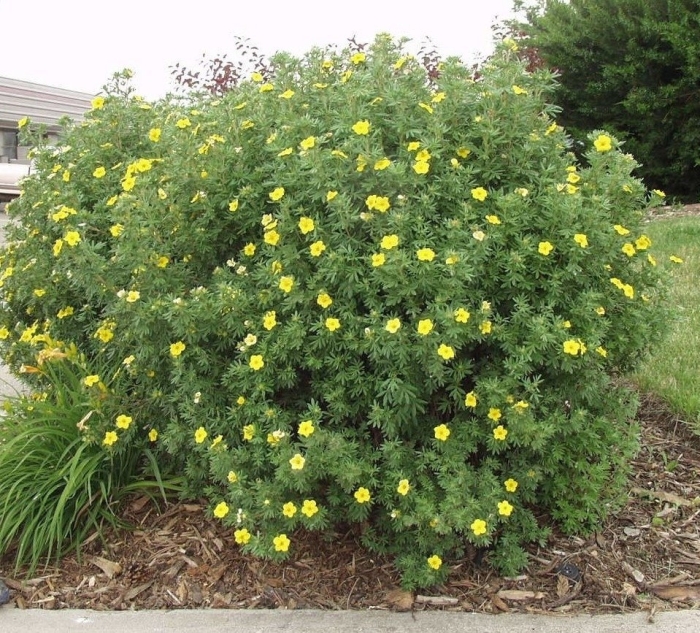 Лапчатка кустарниковая куст