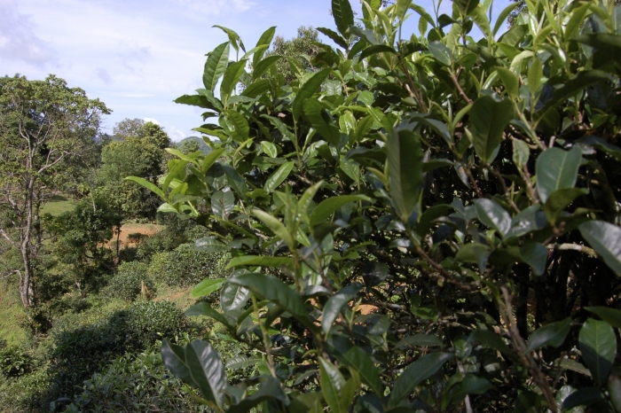 Camellia sinensis дерево